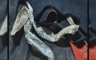 Indian Woman Fakes Own Disappearance with Snake Skin