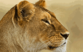 Трагичный инцидент: молодой мальчик killed by lioness в Гуджарате